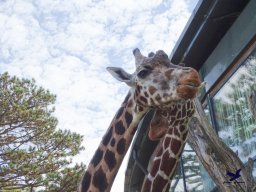 Tiergarten Schönbrunn am 20.10.2025